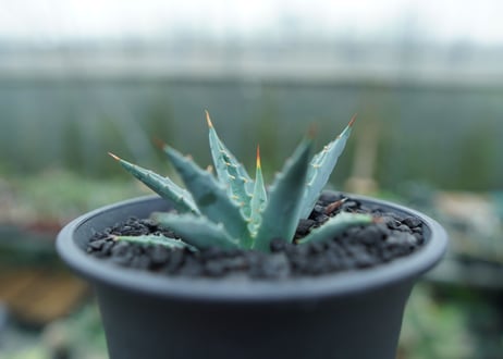 アガベ　ユタエンシス　Agave uthaensis　No.1