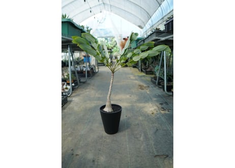 フィランサス　ミラビリス　Phyllanthus mirabilis