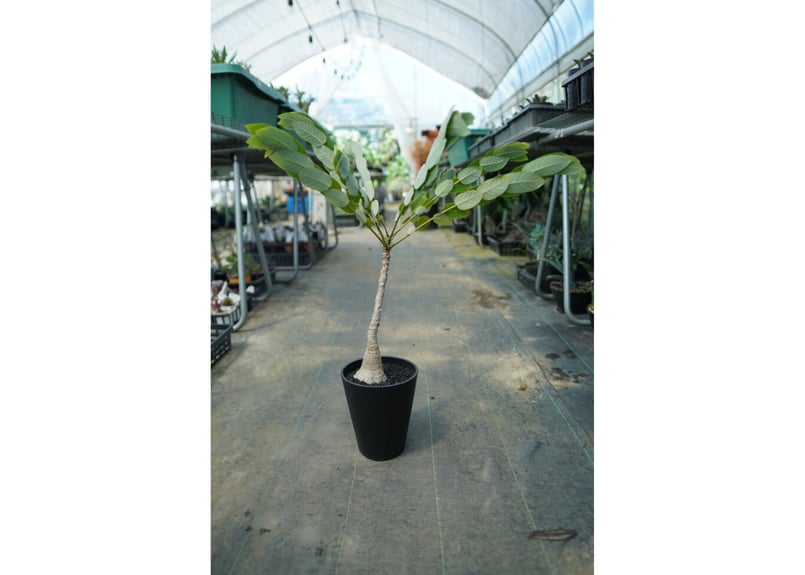 フィランサス ミラビリス Phyllanthus mirabilis | mana's far