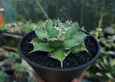 アガベ　チタノタ　フィリグリー　agave titanota filigree　No.2