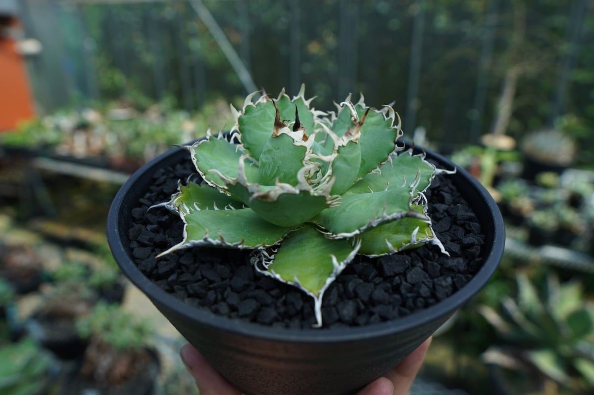 アガベ チタノタ フィリグリー agave titanota filigree No.2 | アガベ チタノタ フィリグリー agave titanota filigree No.2 |