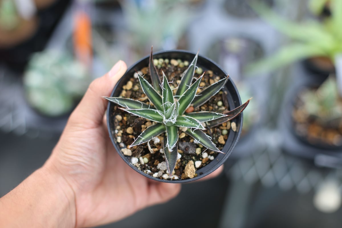 アガベ ムルチフィリフェラ | mana's farm:塊根植物・アガベ・ドライ