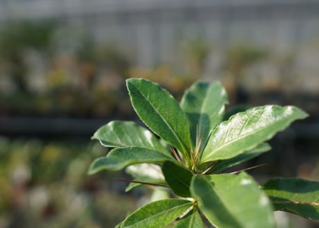 パキポディウム　サンデルシー　Pachypodeium saundersii