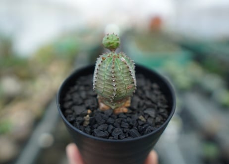 ユーフォルビア　オベサブロー　Euphorbia ObesaBlow