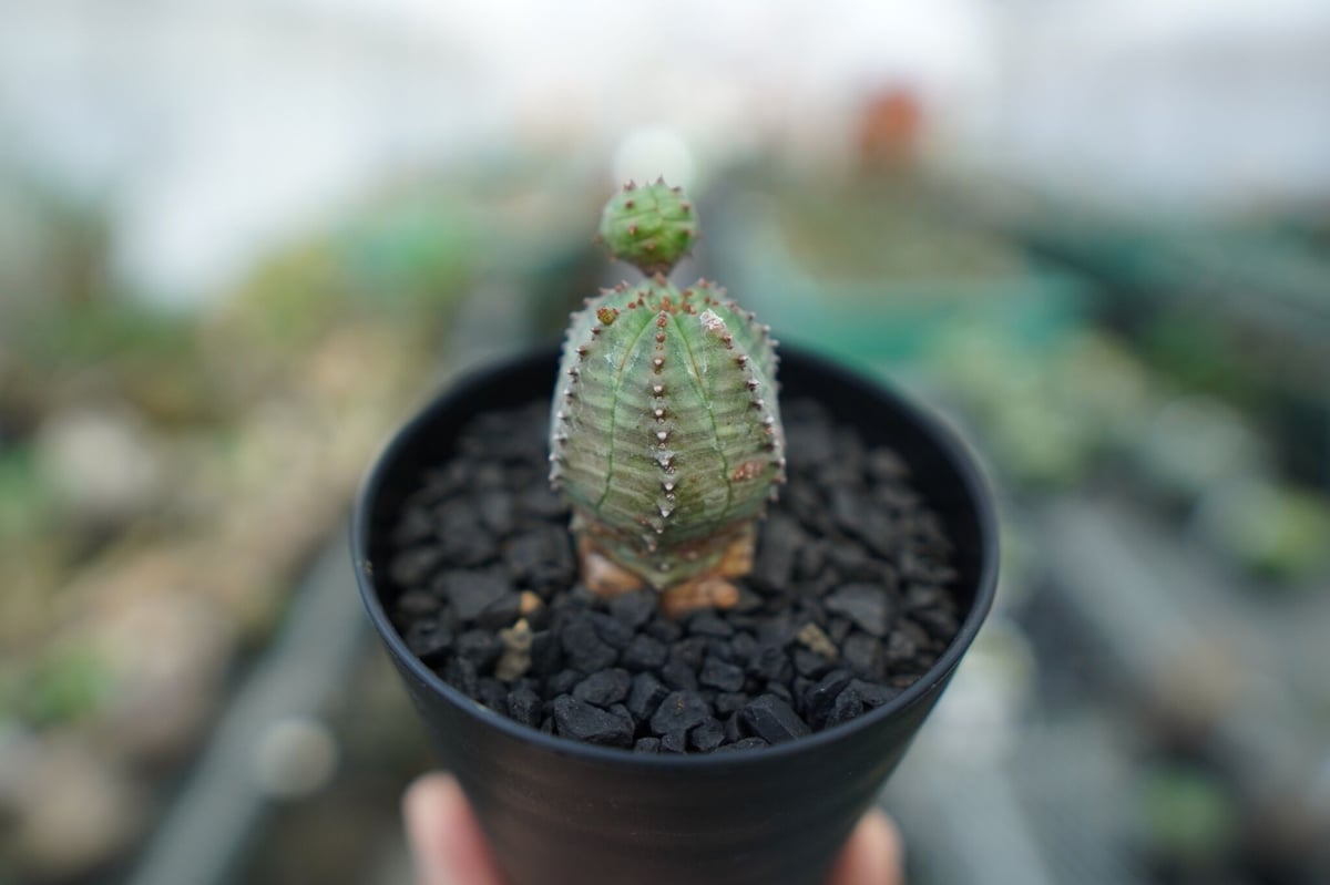 オベサ　ブロー fit=scale-down,w=1200