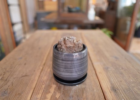 亀甲竜　Dioscorea elephantipes