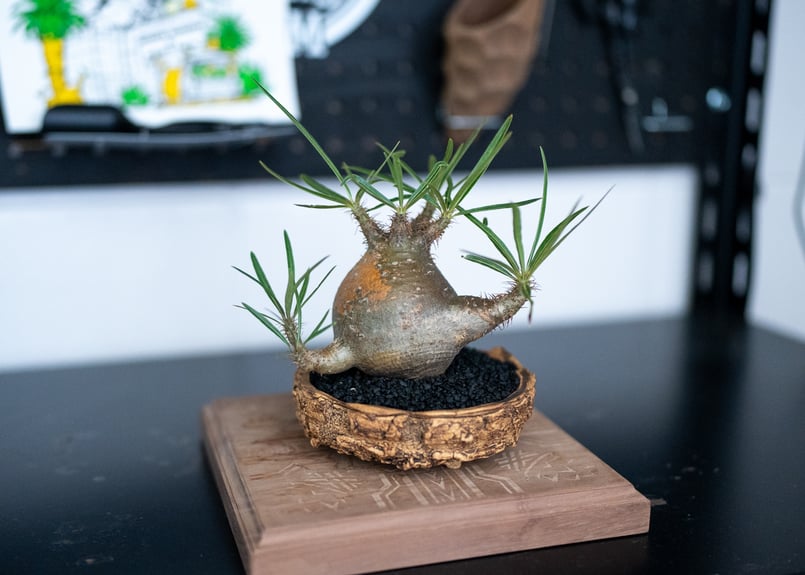 パキポディウム グラキリス 沖縄管理株 | mana's farm:塊根植物