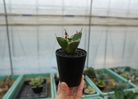 アガベ　チタノタ　白火焔　agave titanota white fire