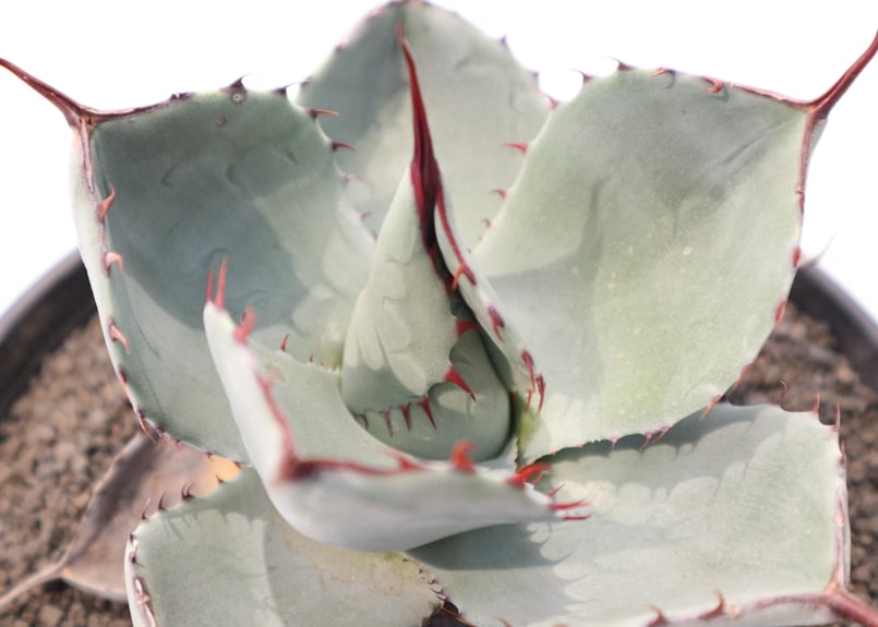 アガベ パリー トランカータ Agave parryi truncata huntington