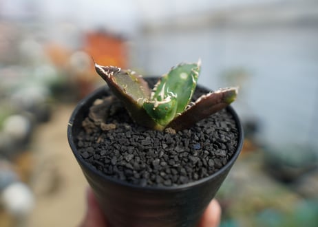 アガベ　チタノタ　鬼爪雪峰  Agave titanota “Onitsume Yukimine"　No.1