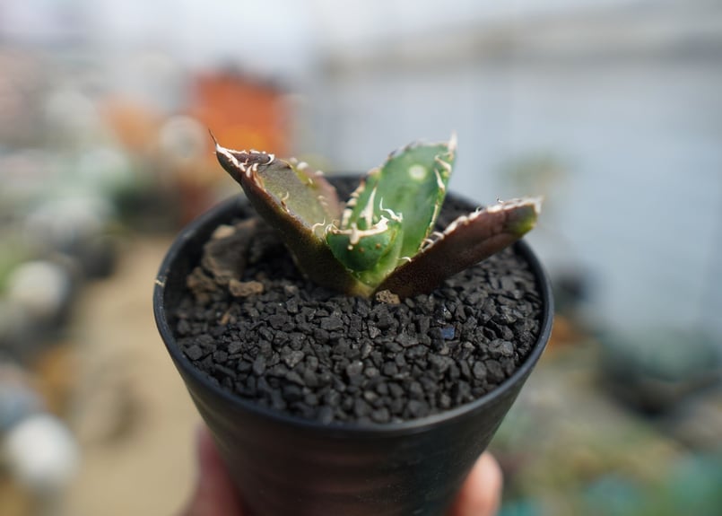 アガベ チタノタ 鬼爪雪峰 Agave titanota “Onitsume Yukimin