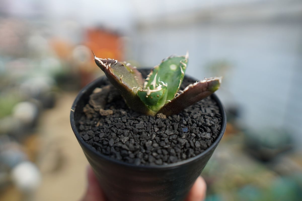 アガベ チタノタ 鬼爪雪峰 Agave titanota “Onitsume Yukimin...