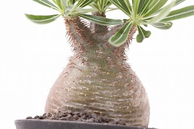 Pachypodium Gracilius パキポディウム グラキリス №8 緑肌