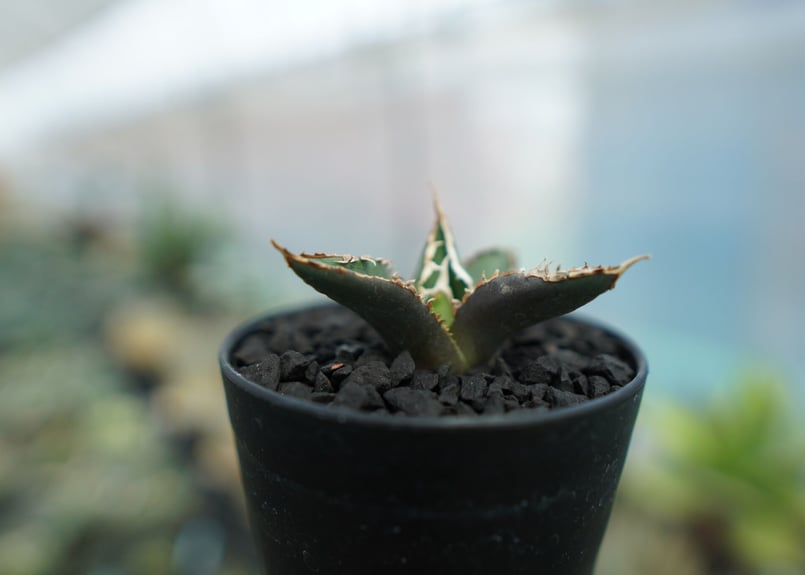 アガベ チタノタ 狼人 agave titanota 