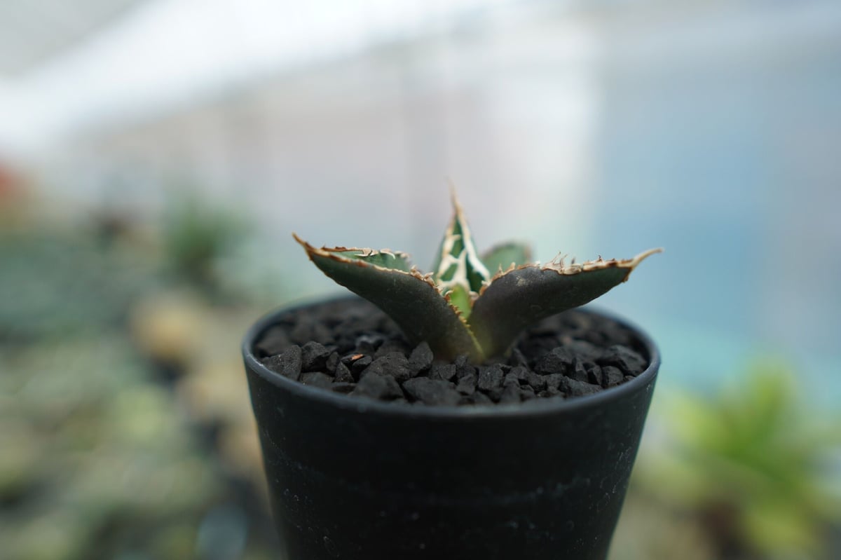 アガベ チタノタ 狼人 agave titanota 