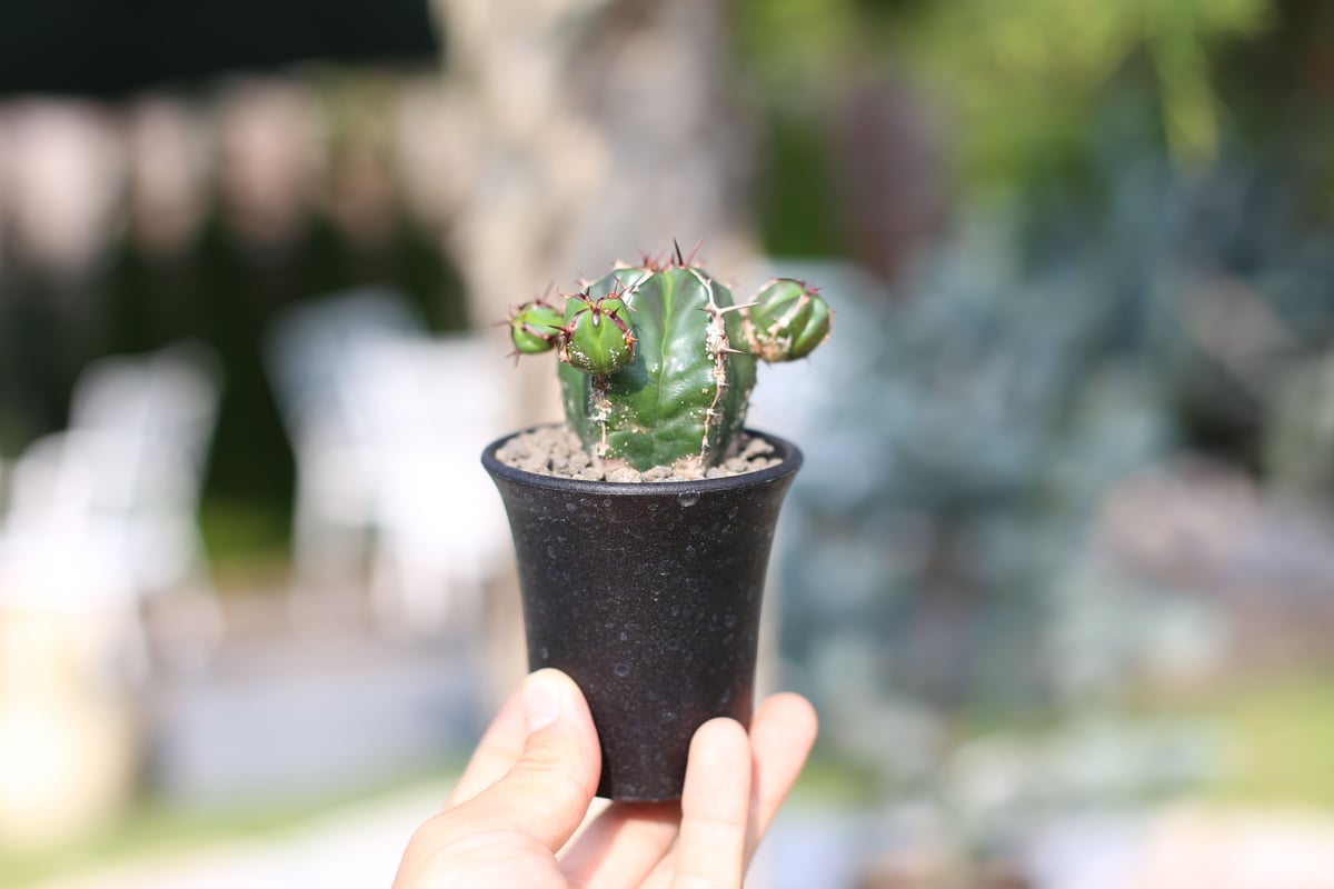 ユーフォルビア ハンディエンシス | mana's farm:塊根植物・アガベ