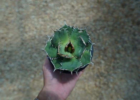 アガベ　チタノタ　FO-76　agave titanota  FO-76　No.1