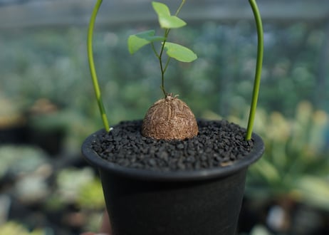 亀甲竜　Dioscorea elephantipes No.10