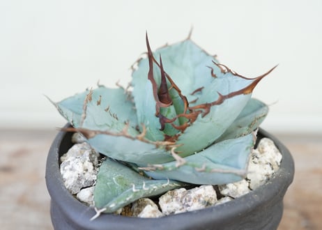 Agave WhiteIce