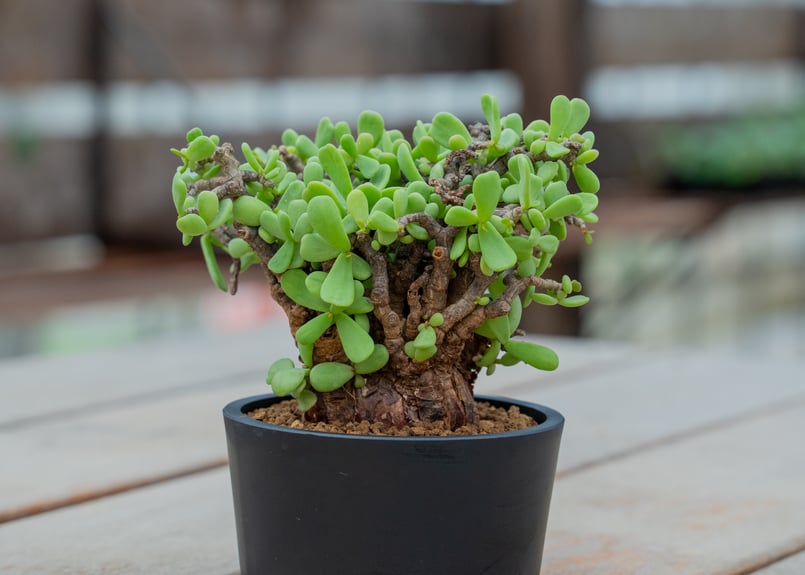 ケラリア ピグマエア NO.3 | mana's farm:塊根植物・アガベ・ドライ