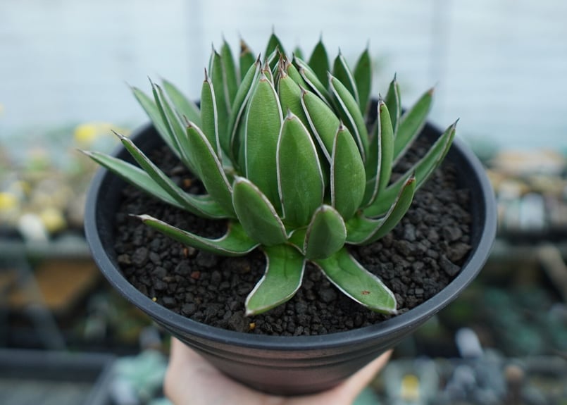 アガベ 雪嶺 アガベ 雪嶺 Agave Formosa | mana's farm:塊根植物・アガベ