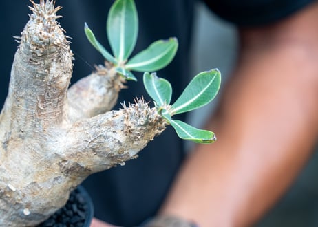 パキポディウム　エブレネウム　Pachypodium eburneum