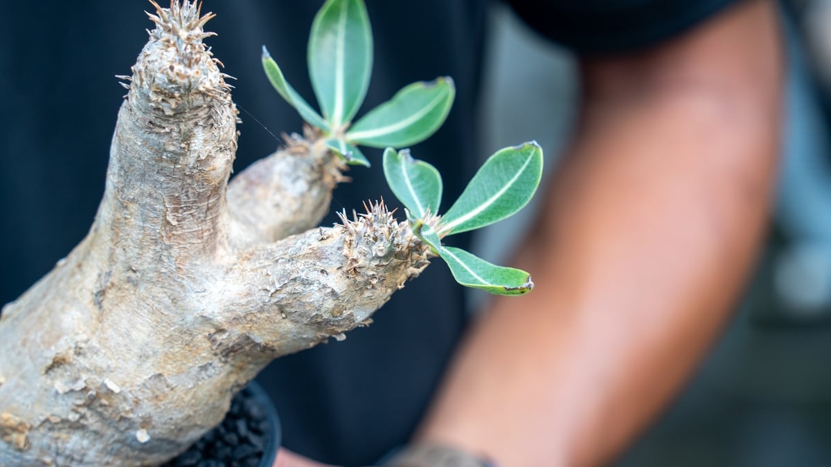 パキポディウム エブレネウム Pachypodium eburneum | mana's fa