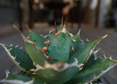 アガベ　チタノタ　FO-76　Agave titanota ”FO-76"　No.2