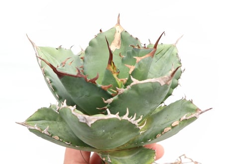 Agave titanota FO-76 compacta dwarf  no.１