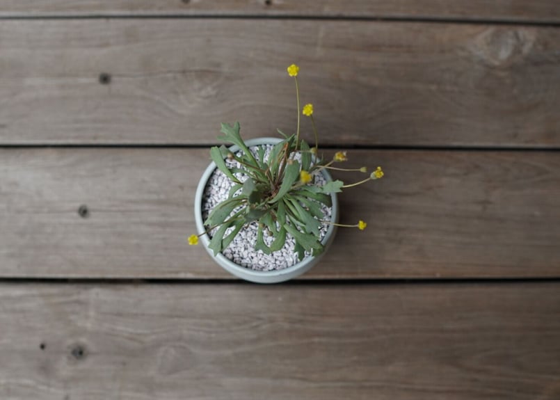 オトンナ ユーフォルビオイデス×スタインコフ Othonna euphorbioides×st