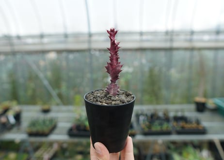 ユーフォルビア　紅彩雲閣　Euphorbia trigona f. rubra　No.2