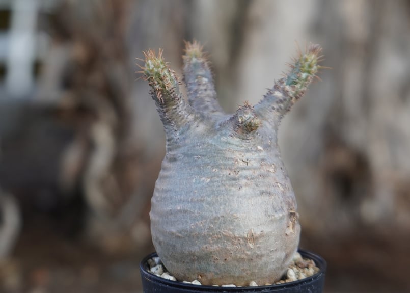 パキポディウム グラキリス No.10 | mana's farm:塊根植物・アガベ