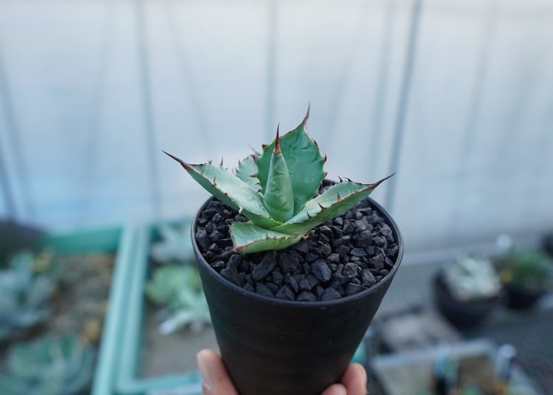 アガベ パラサナ×ホリダ agave parasana×horrida | mana's fa