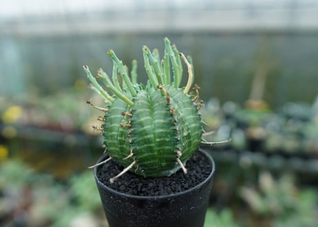ユーフォルビア　バリダ　Euphorbia valida　No.7