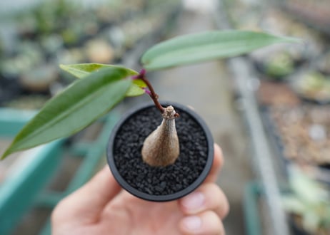 ペトペンチア　ナタレンシス　Petopentia natalensis  No.1