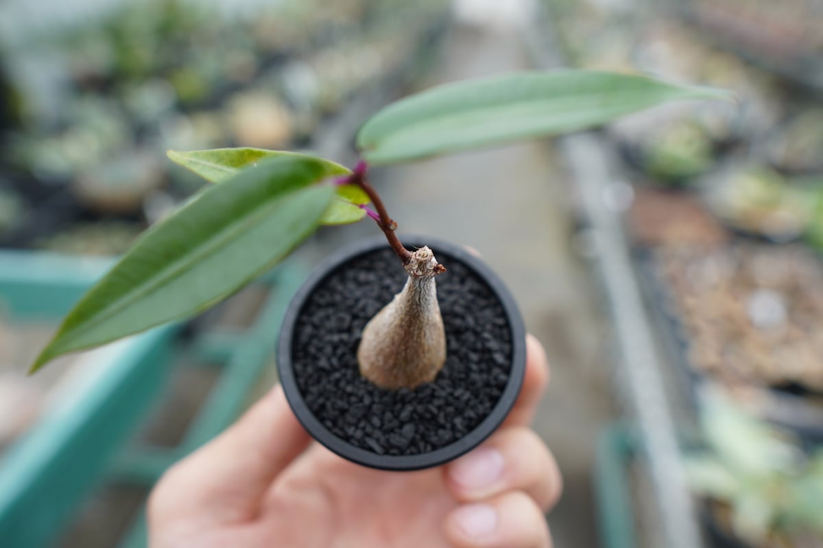 ペトペンチア ナタレンシス Petopentia natalensis No.1 | man ペトペンチア ナタレンシス Petopentia natalensis No.1 | man