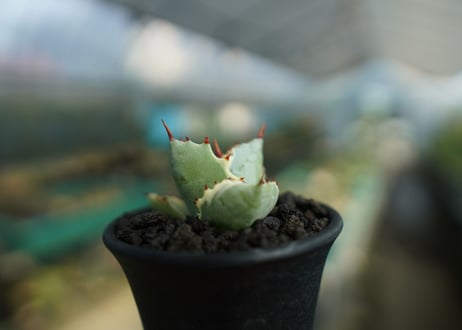 アガベ　兜蟹錦　Agave isthmensis “Kabutogani” variegata  No.2