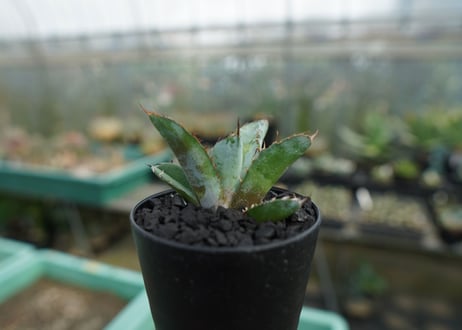 アガベ　チタノタ　 ブラックアンドブルー 　Agave titanota black and blue　No.2