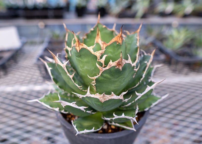 アガベ チタノタ ファイアーマウンテン 標本株 | mana's farm:塊根植物
