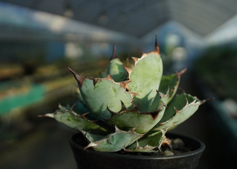 アガベ　チタノタ　 ブラックアンドブルー 　Agave titanota black and blue　No.1
