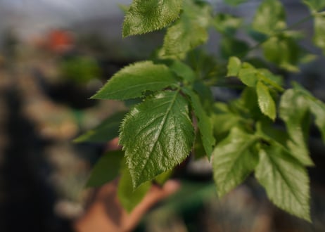 ランネア　パルヴィフォリア　Lannea parvifolia　NO.2