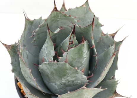 Agave parrasana Globe