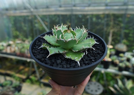 アガベ　チタノタ　フィリグリー　agave titanota filigree　No.2