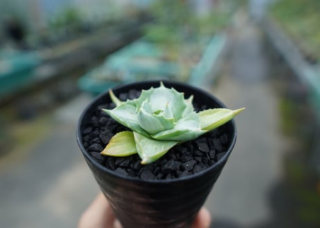 アガベ　王妃雷神錦　Agave　“Ohi Raijin Nishiki ”