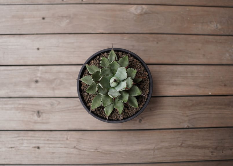 アガベ マクロアカンサ×ポタトラム Agave macroacantha×potatorum