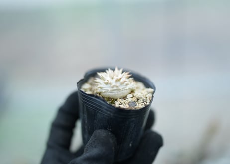 パキポディウム　恵比寿大黒　沖縄実生　No4