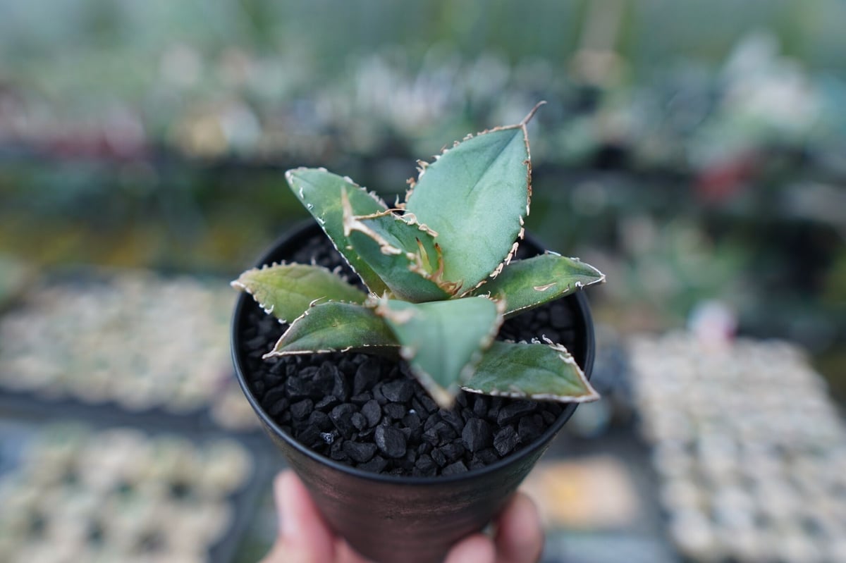 アガベ　チタノタ　コードR 親株 アガベ チタノタ code R agave titanota code R | mana's