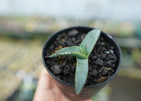 アガベ　シャークスキン Agave Sharkskin No.1