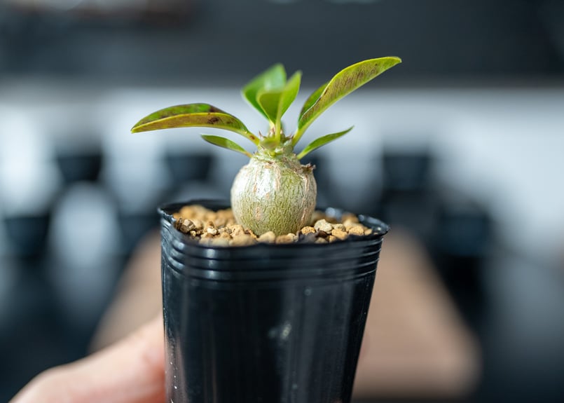 パキポディウム ウィンゾリー Pachypodium baronii var. windsor...