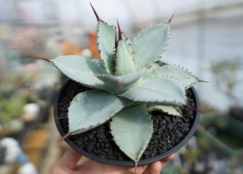 アガベ ドラゴントゥース Agave Dagontoes No.2 | mana's farm